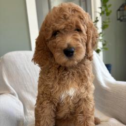 Pink - Red  female Goldendoodle puppy in Newnan, Georgia from Old Line Doodles