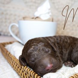 Boy 4 - Chocolate Goldendoodle puppy in Chesapeake, Virginia from Havens Doodles