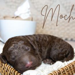 Boy 4 - Chocolate Goldendoodle puppy in Chesapeake, Virginia from Havens Doodles