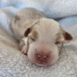 Blitzen - Red merle male Australian Shepherd puppy in Anthony, Florida from Out of the Blue Aussies