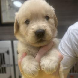 Yellow Girl - Golden female Golden Retriever puppy in Sarasota, Florida from Chevaline Goldens