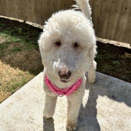 n/a - Poodle