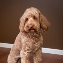 Arnie - Australian Labradoodle