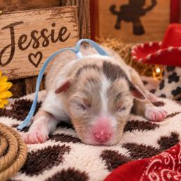 Jessie - Red merle female Australian Shepherd puppy in Placerville, California from BFF Aussies