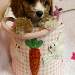 Cavapoo Puppies from Myles Barnum