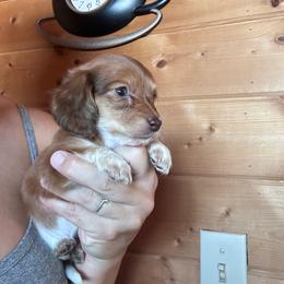 Girl 2 - Piebald female Dachshund puppy in Cheyenne, Wyoming from Great Basin Hounds