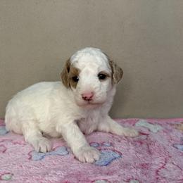 Willow - Parti female Poodle puppy in Stilwell, Oklahoma from LR&R Dog Co.