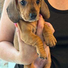 Shaded Red - Red female Dachshund puppy in Eustis, Florida from Branton Family Dachshunds