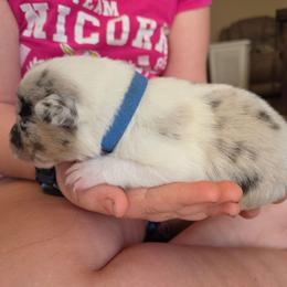 Blue Merle (blue) - White and blue merle male Border Collie puppy in Bradley, South Carolina from DiCola Farm