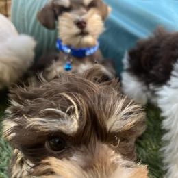 Miniature Schnauzers from Feshia Mosley