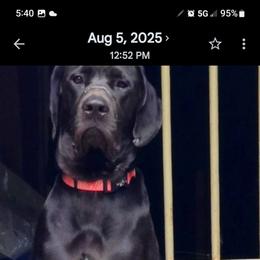 Mastiff puppies from Angela's Mastiffs