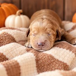 Cornbread - Red  male Goldendoodle puppy in Atwood, Oklahoma from Luxe Doodle Haven