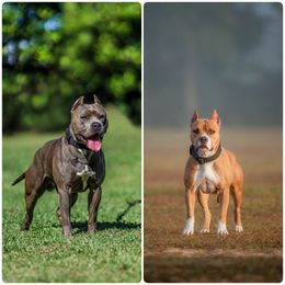 American Pit Bull Terrier puppies from Alpha Alliance Kennels