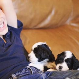 Goldendoodle and Aussiedoodle Puppies from Sister Doodles