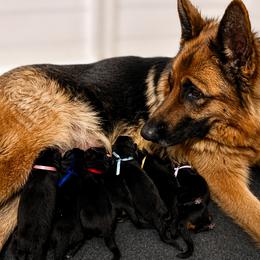 German Shepherd puppies from Central Coast German Shepherds