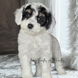April - Tri-color female Bernedoodle puppy in Cleveland, Georgia from Jam's Doodles And Poodles