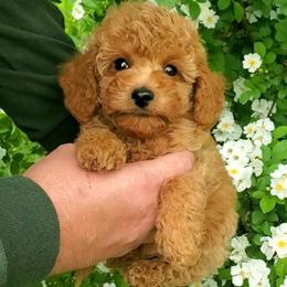 Ace- Apricot Small Mini Poodle - Red  male Poodle puppy in Falcon, Missouri from Cedar House Heritage Poodles | AKC Toy & Miniature Poodle Puppies Raised in Home