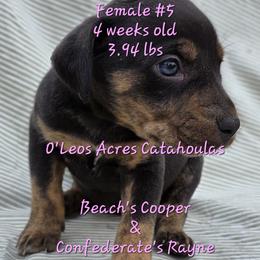 FEMALE  - 5 - Black female Catahoula Leopard Dog puppy in Perry, Florida from O'Leos' Acres Catahoulas