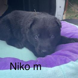 Dachshund and German Shepherd Puppies from Illyria Dox & GSD