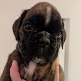 Euro - R.J. - Brindle male Boxer puppy in Campbellsville, Kentucky from Bellbox German Boxers