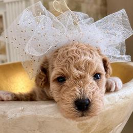 Lily Duke - Apricot female Maltipoo puppy in Greenville, North Carolina from ENC Goldendoodles
