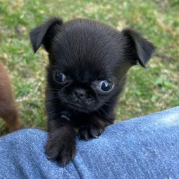 Tiny Hopi - Black female Brussels Griffon puppy in Boyd, Minnesota from Maze Brussels Griffons