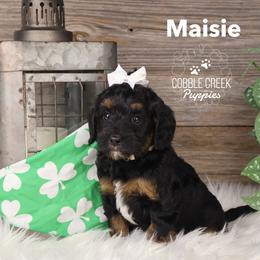 Maisie - Tri-color female Bernedoodle puppy in Heyworth, Illinois from Cobble Creek Puppies