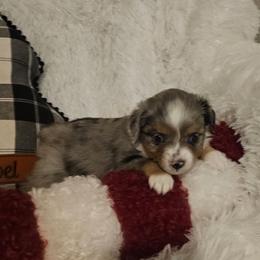 Male 1 - Blue merle male Toy Australian Shepherd puppy in Missouri from MadCat Toy Aussies