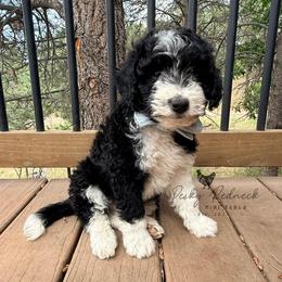 Bobcat - Black and white male Aussiedoodle puppy in Colorado Springs, Colorado from Pesky Redneck Mini Ranch