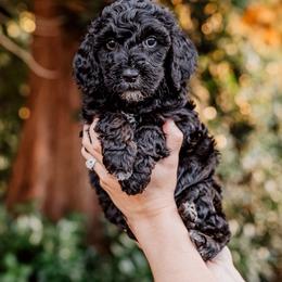 White girl - Black female Goldendoodle puppy in Damascus, Oregon from Emma Doodles