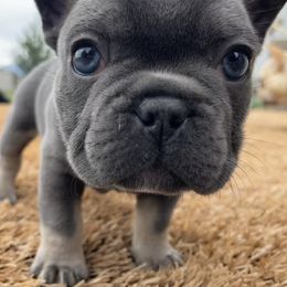 French Bulldog Puppies from Blue Lotus Frenchies