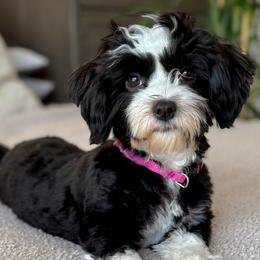 Havanese puppies from Nevin Keeney