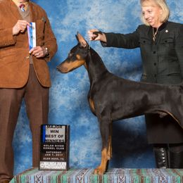 Doberman Pinschers from Malevil Doberman Pinschers