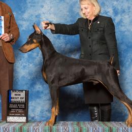 Doberman Pinschers from Malevil Doberman Pinschers