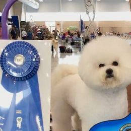 Bet-T - Bichon Frise