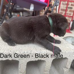Dark Green - Black male Cane Corso puppy in Laplace, Louisiana from BFM Cane Corso’s