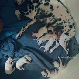 Dalmatian Puppies from Glasscock Dalmatians