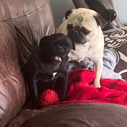 Tiny Tina - Pug