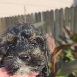 Boy 2 - Brown white and tan male Cockapoo puppy in Virginia Beach, Virginia from Christine's cockapoos