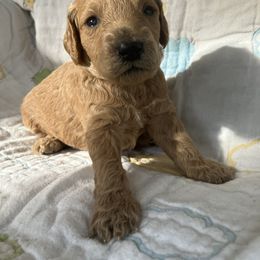 Goldendoodle Puppies from Cassie Farms