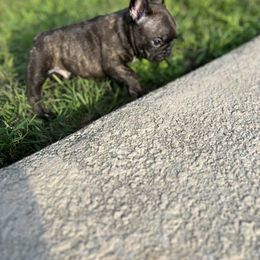 French Bulldog Puppies from Fulshear Frenchies