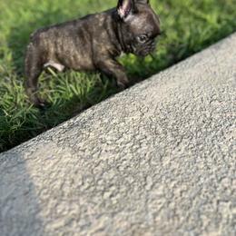 French Bulldog Puppies from Fulshear Frenchies