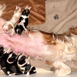 Cavalier King Charles Spaniel Puppies from Sunshine State Cavaliers