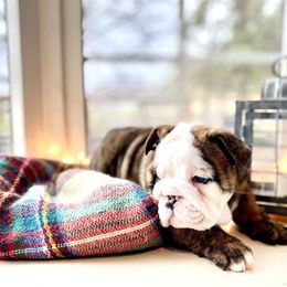 Bulldog Puppies from Fields’ Folly
