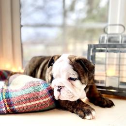 Bulldog Puppies from Fields’ Folly