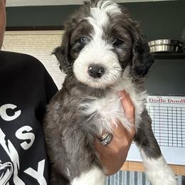 Yellow - Merle male Bernedoodle puppy in Cedar Springs, Michigan from Pecks Oodle Doodles