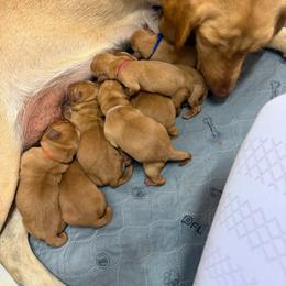 Chance Orange Collar - Yellow male Labrador Retriever puppy in Elloree, South Carolina from Moonlight Kennels LLC