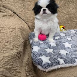 Clover - Black and white male Japanese Chin puppy in Salem, Oregon from Chinnychinchinofsalem