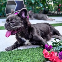 Kash - French Bulldog