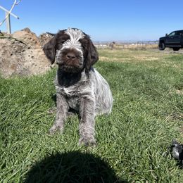 Goose(Clara) - Brown and gray female Wirehaired Pointing Griffon puppy in Grangeville, Idaho from Happy Hollow Griffons